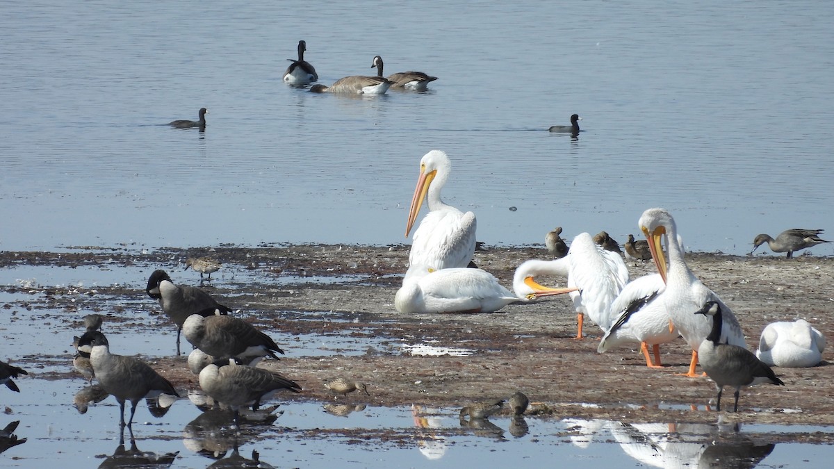 American White Pelican - ML609612629