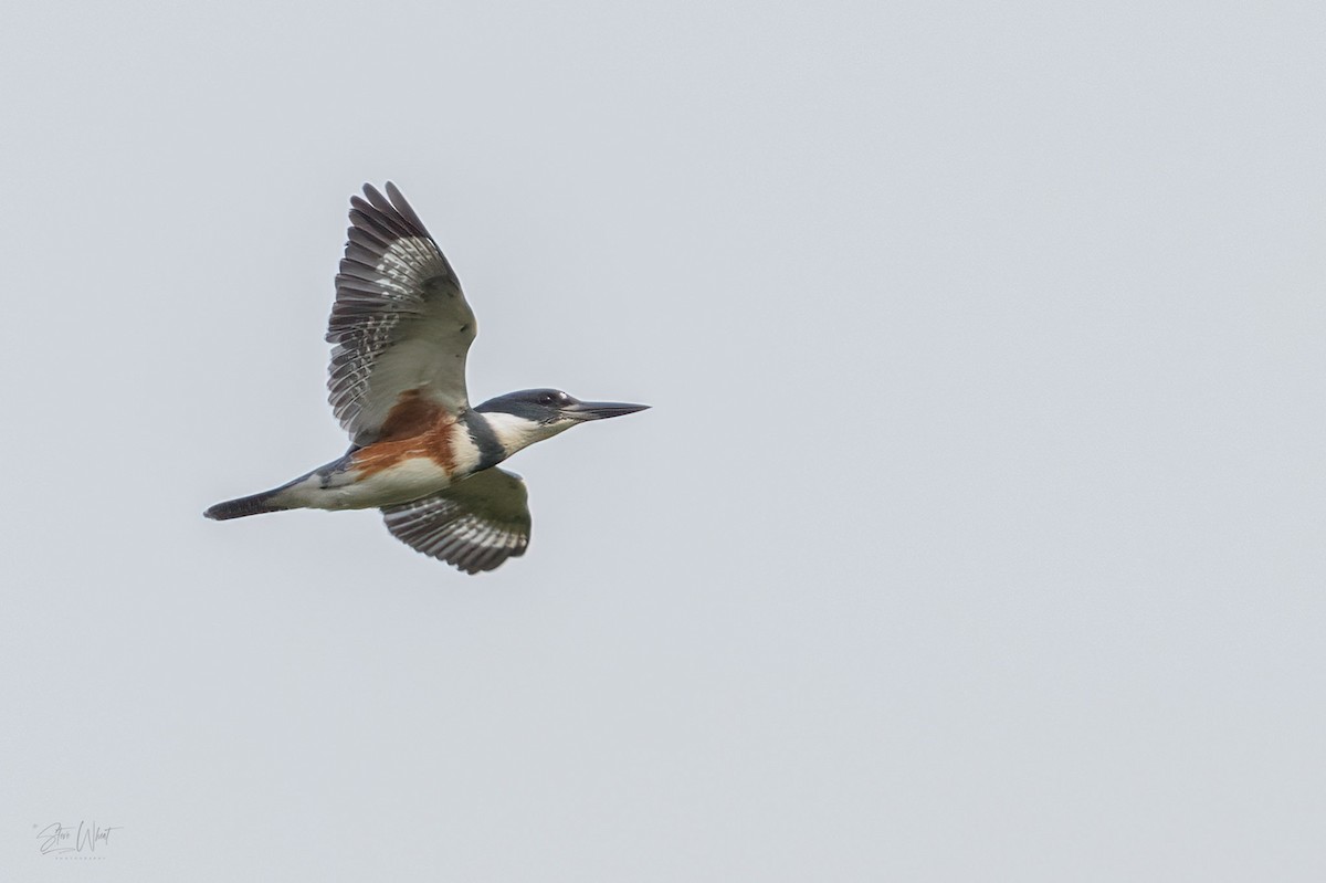 Belted Kingfisher - ML609612631