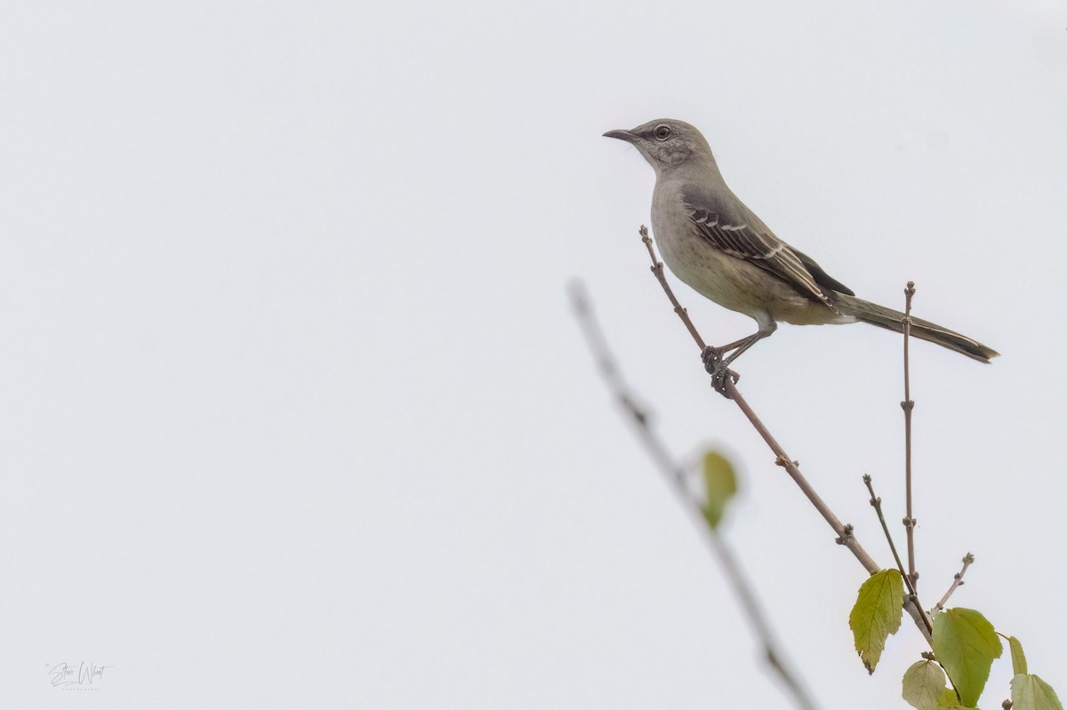 Northern Mockingbird - ML609612638