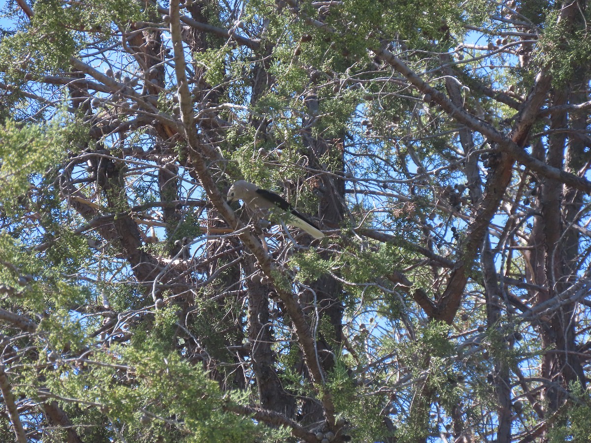 Clark's Nutcracker - ML609612641