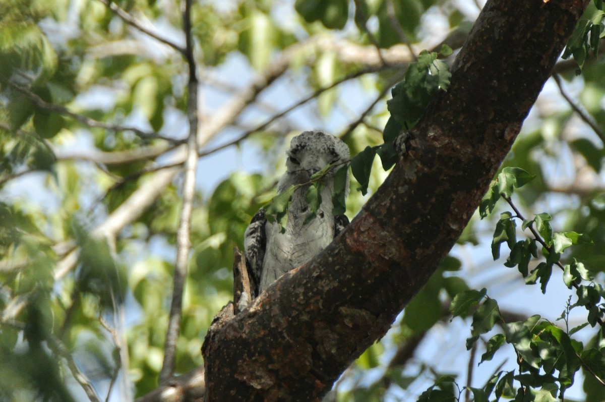 Northern Potoo - 🦜 Daniel Correia 🦜