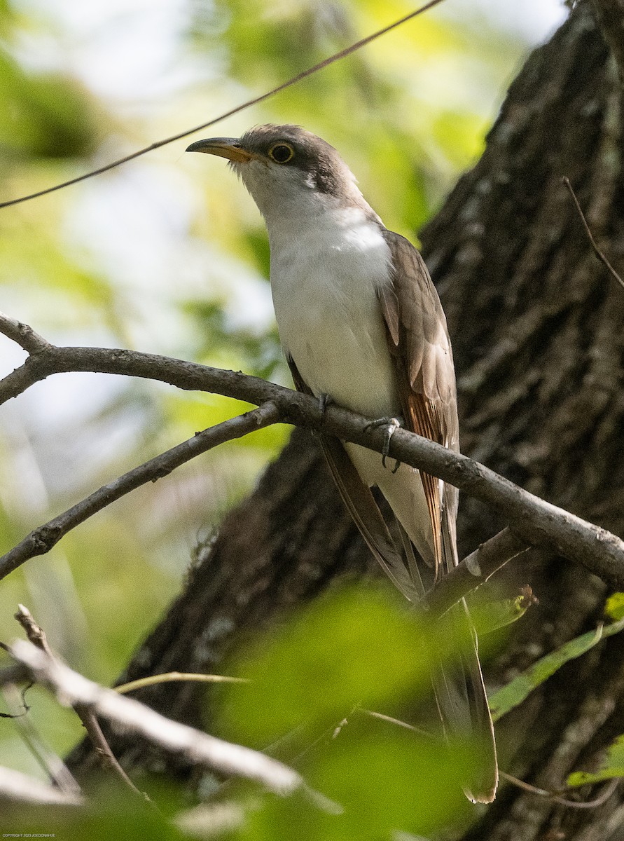 Yellow-billed Cuckoo - ML609612685