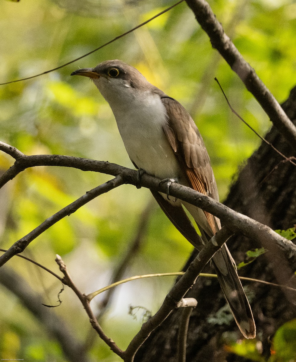 Yellow-billed Cuckoo - ML609612686