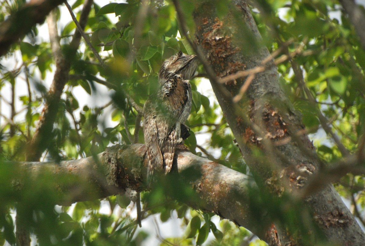 Northern Potoo - 🦜 Daniel Correia 🦜