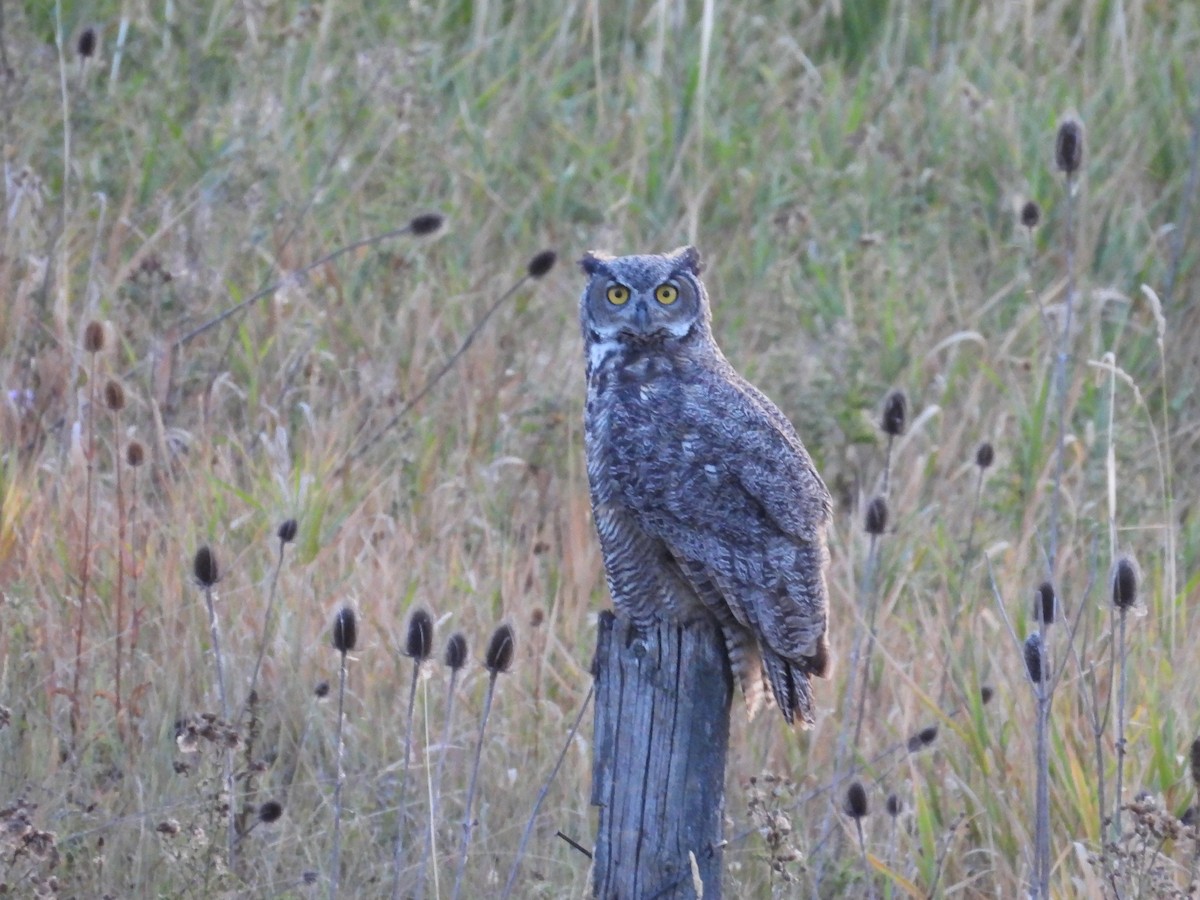 Great Horned Owl - ML609612695