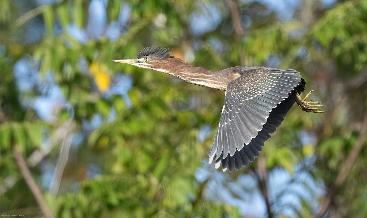 Green Heron - ML609612705