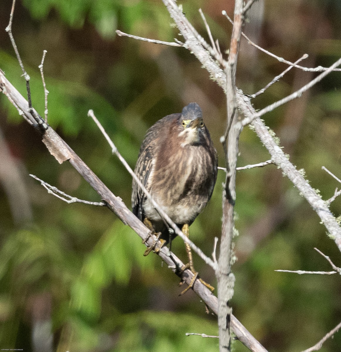 Green Heron - ML609612707