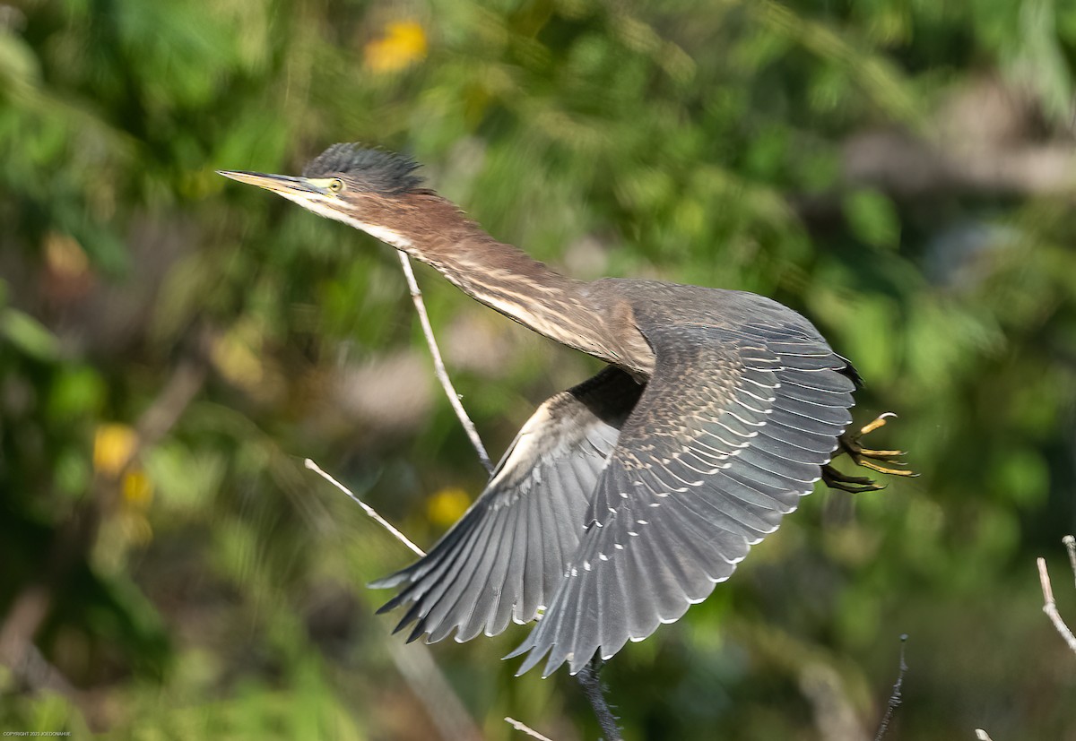 Green Heron - ML609612708