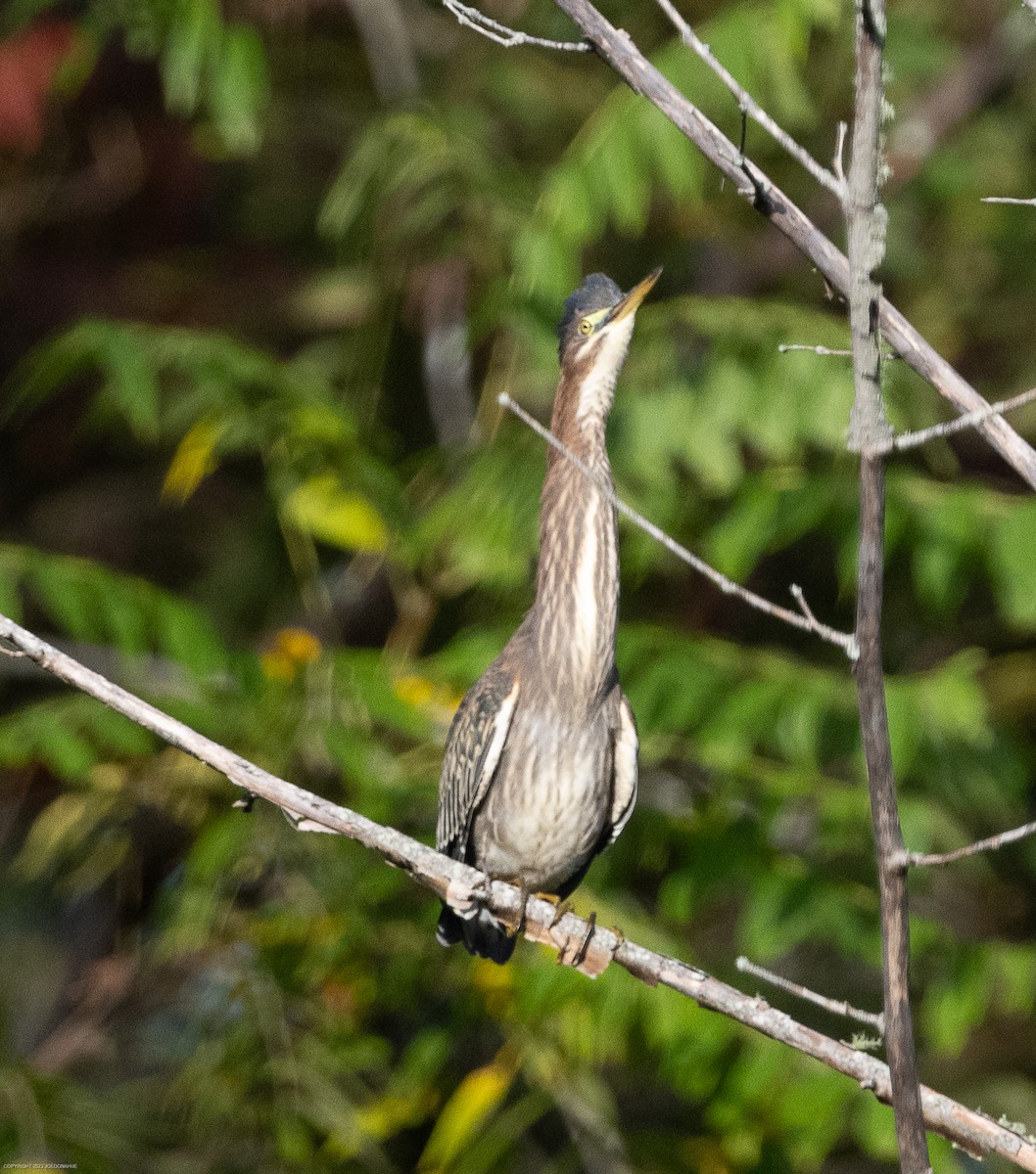 Green Heron - ML609612710