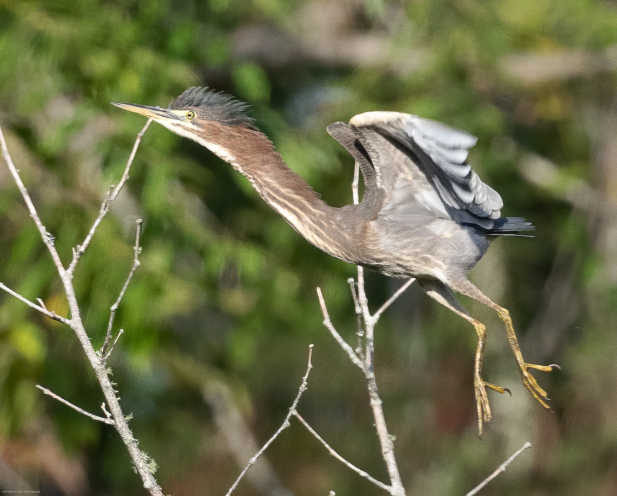 Green Heron - ML609612713