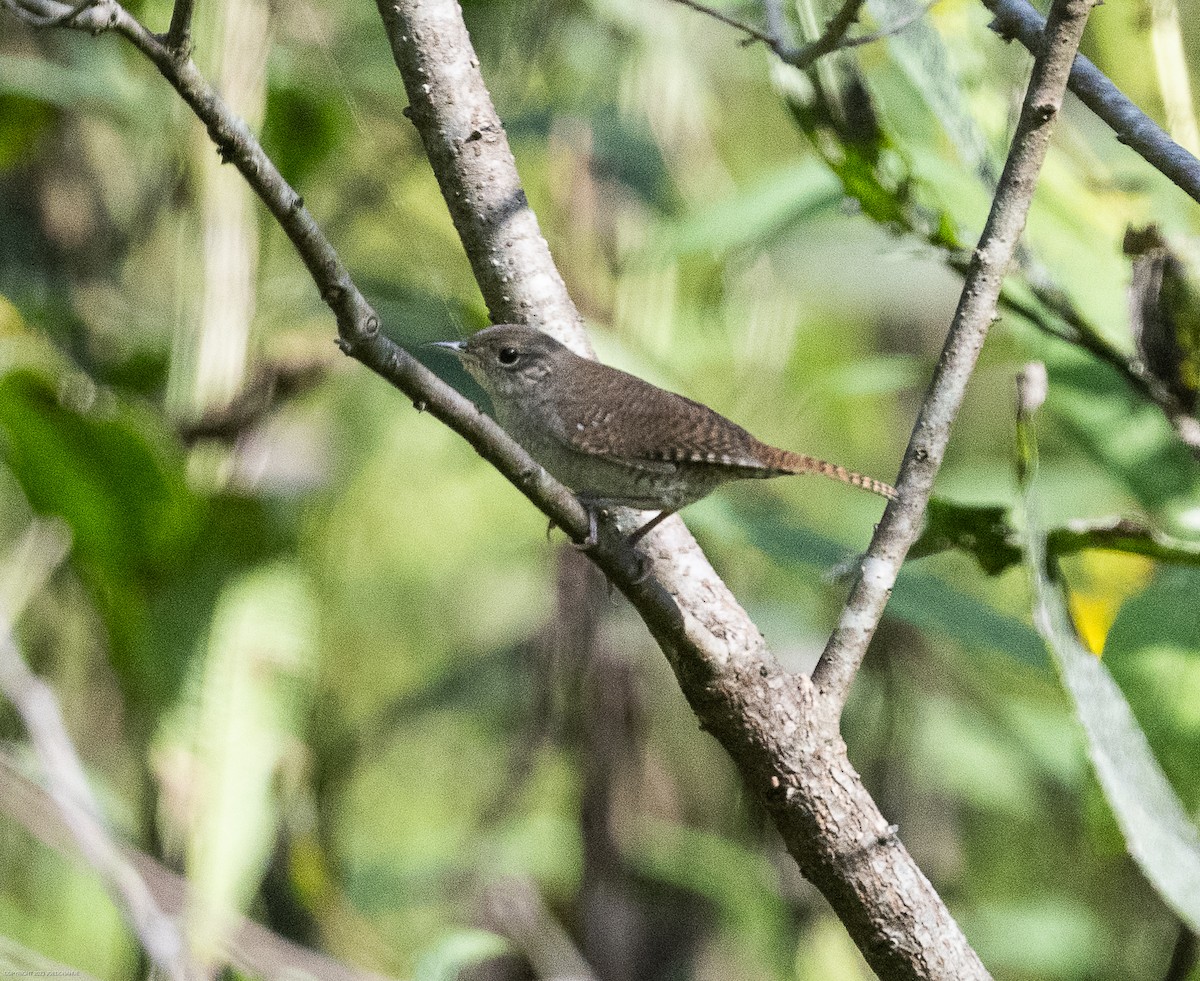 Northern House Wren - ML609612725