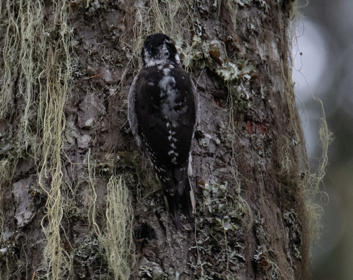 American Three-toed Woodpecker - ML609612785