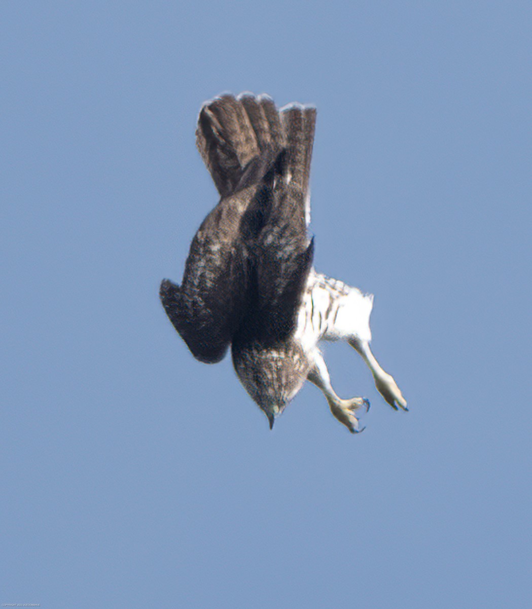 Red-tailed Hawk - ML609612847