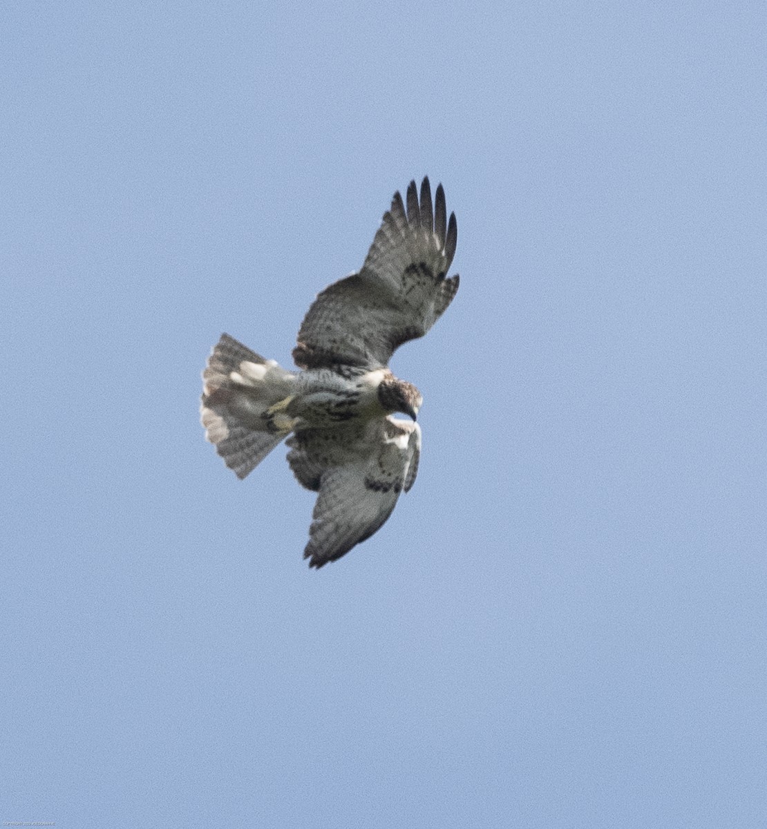 Red-tailed Hawk - ML609612848