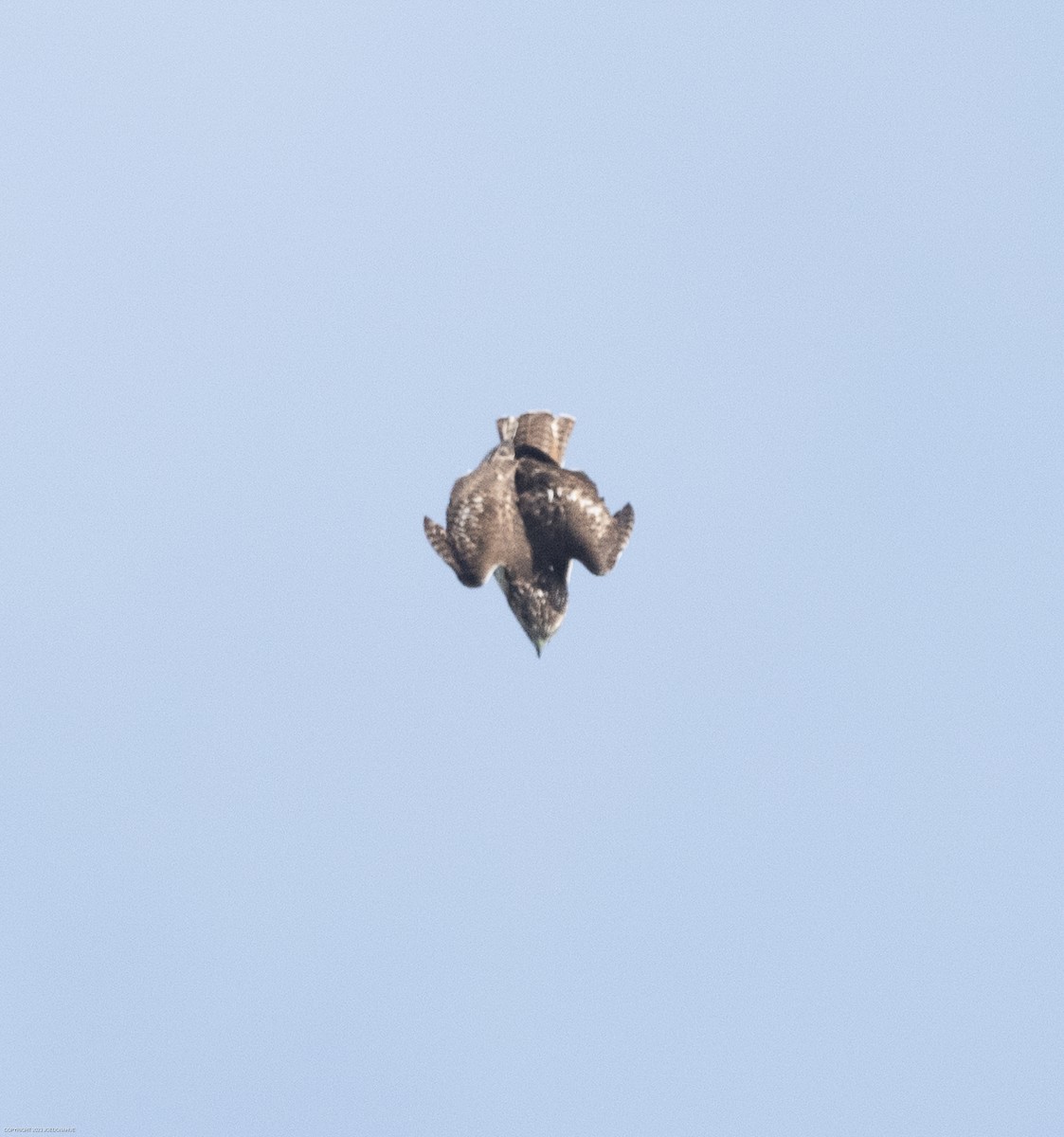 Red-tailed Hawk - ML609612851