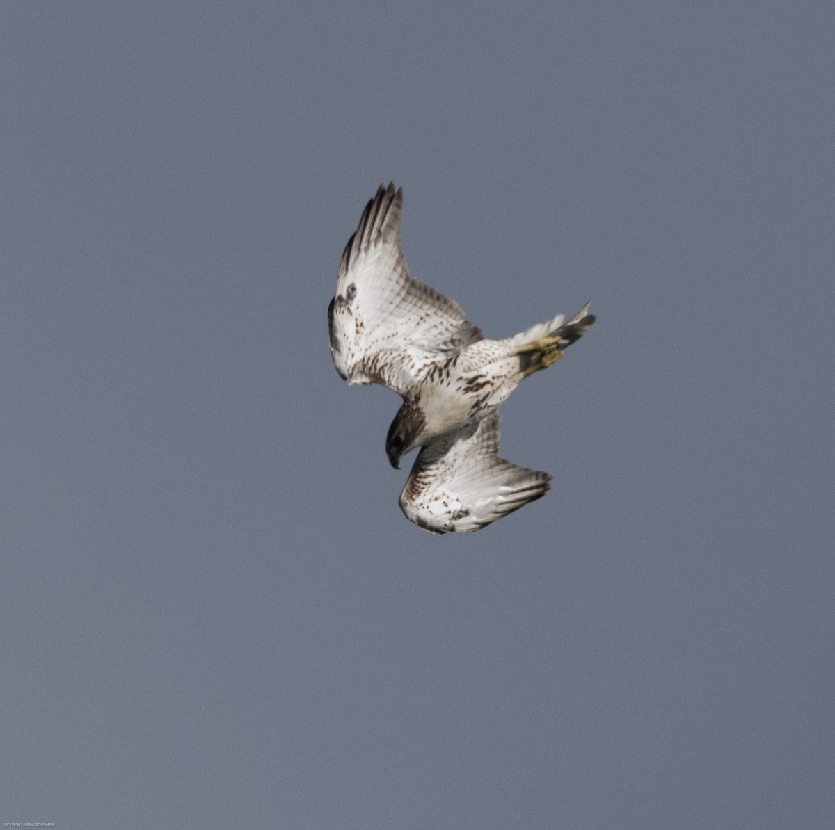 Red-tailed Hawk - ML609612852