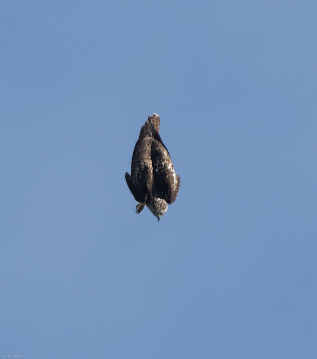 Red-tailed Hawk - ML609612853