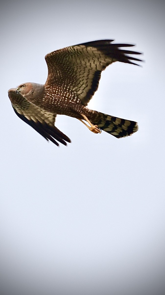 Spotted Harrier - ML609612877