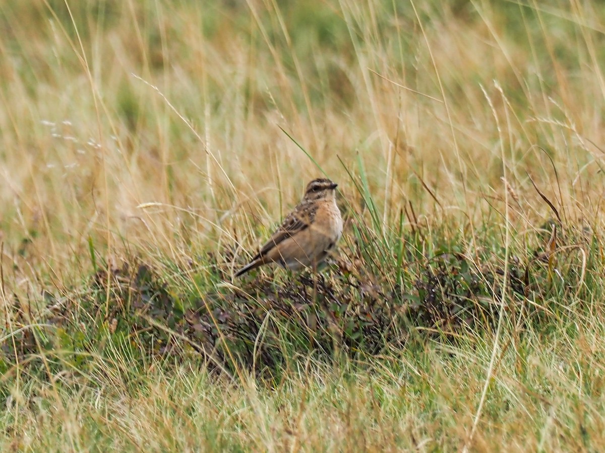 Whinchat - ML609612999