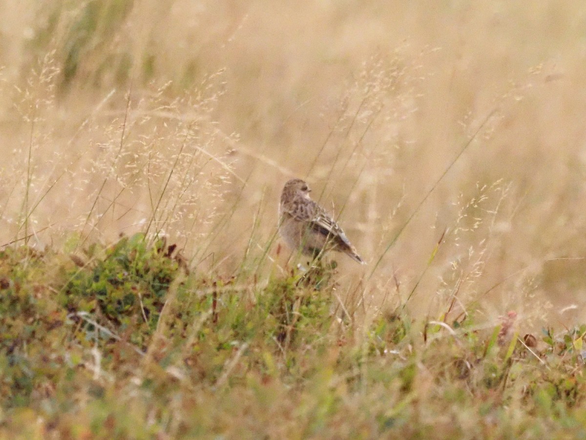 Whinchat - ML609613000