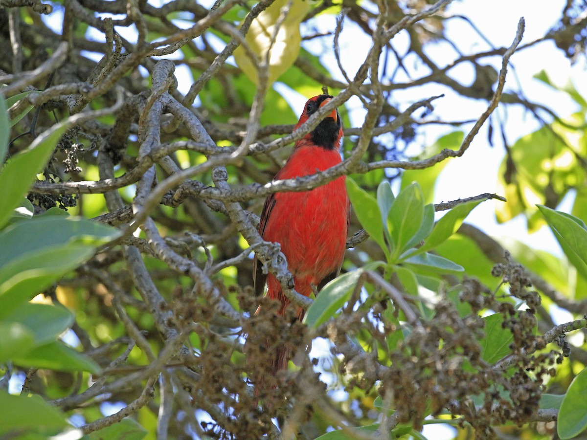 Cardinal rouge - ML609613025