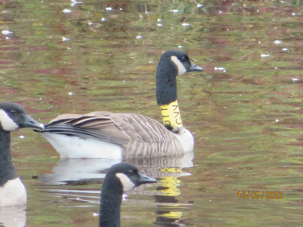 Canada Goose - ML609613026