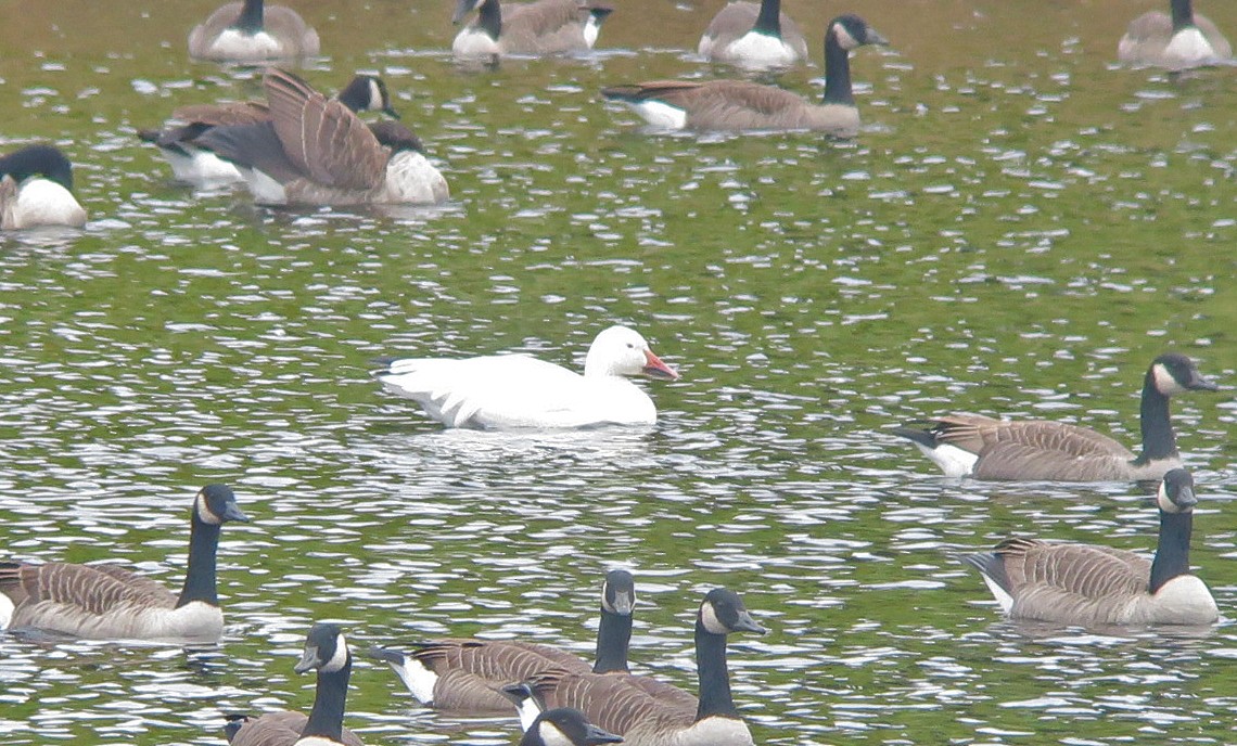 Snow Goose - ML609613031