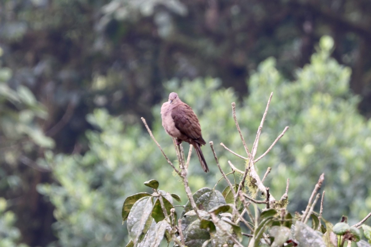 holub vínový (ssp. subvinacea/berlepschi) - ML609613096