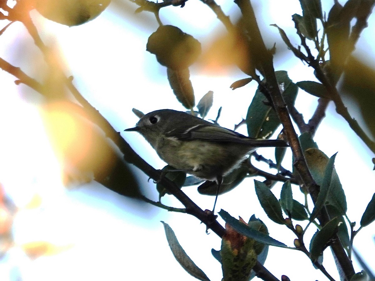 Ruby-crowned Kinglet - Norman Uyeda