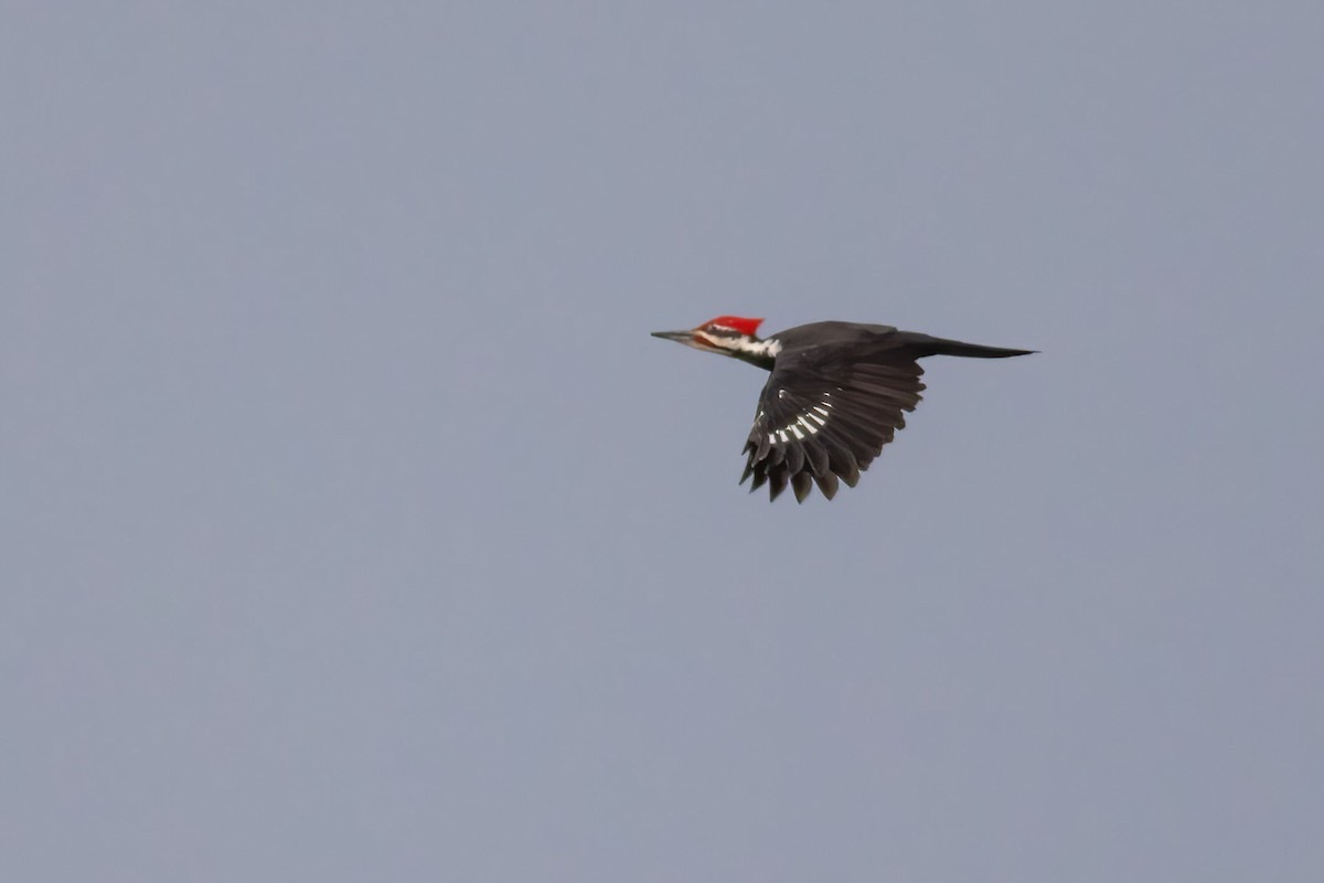 Pileated Woodpecker - ML609613308