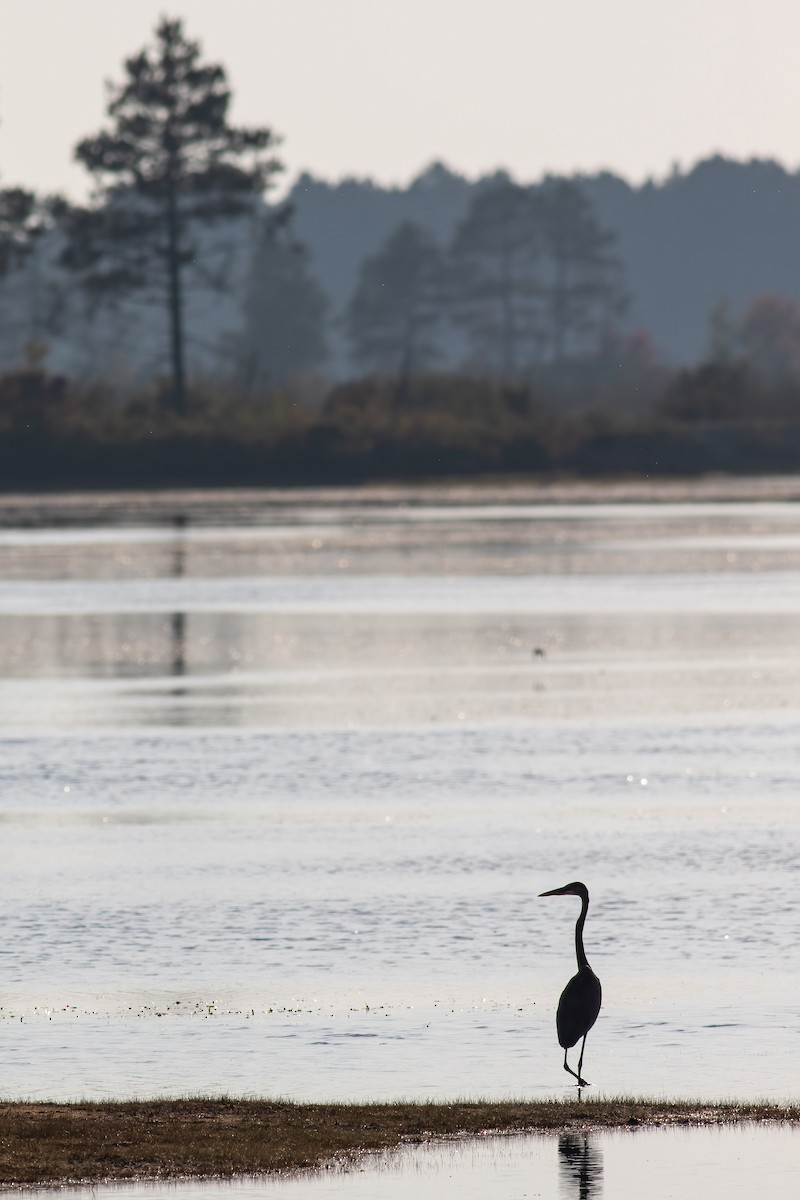 Great Blue Heron - ML609613364