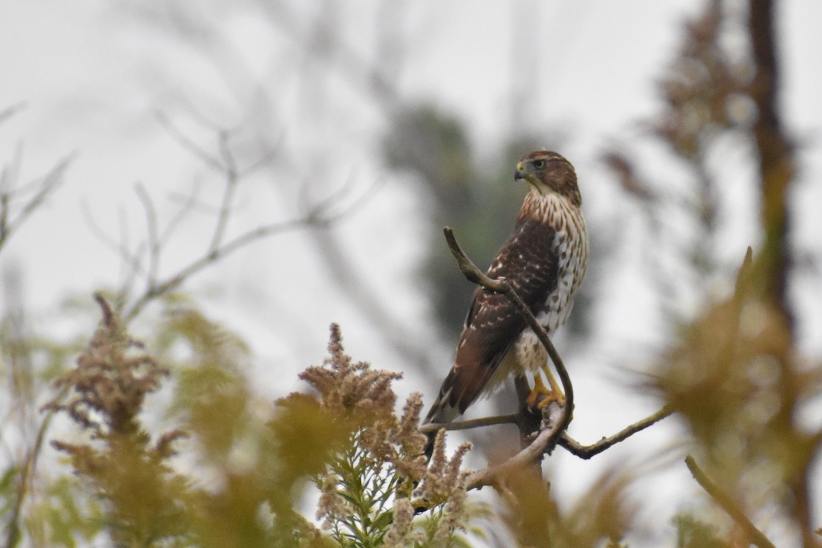 Cooper's Hawk - ML609613374