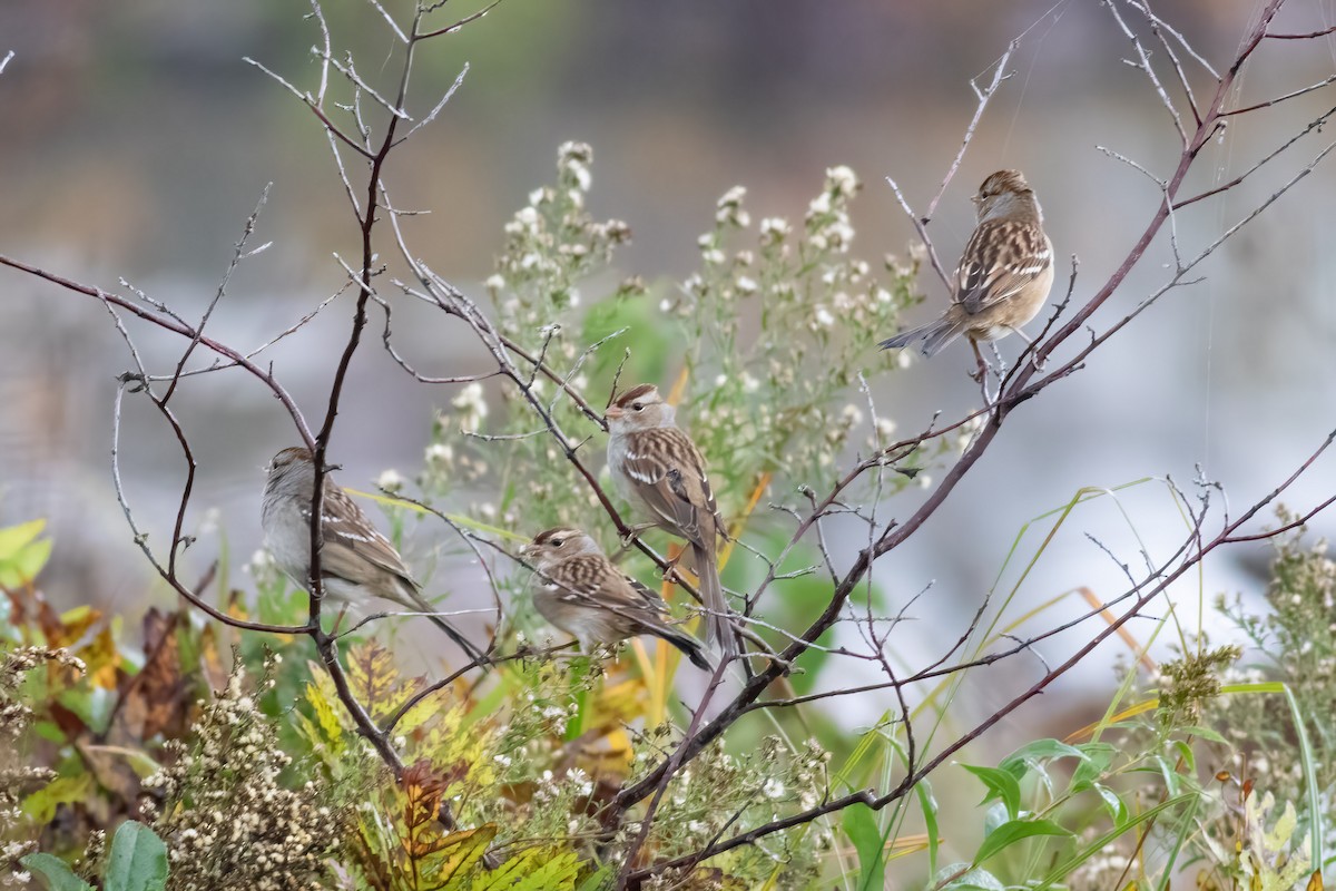 White-crowned Sparrow - ML609613419