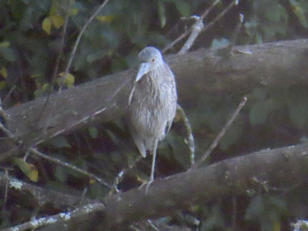 Yellow-crowned Night Heron - ML609613487