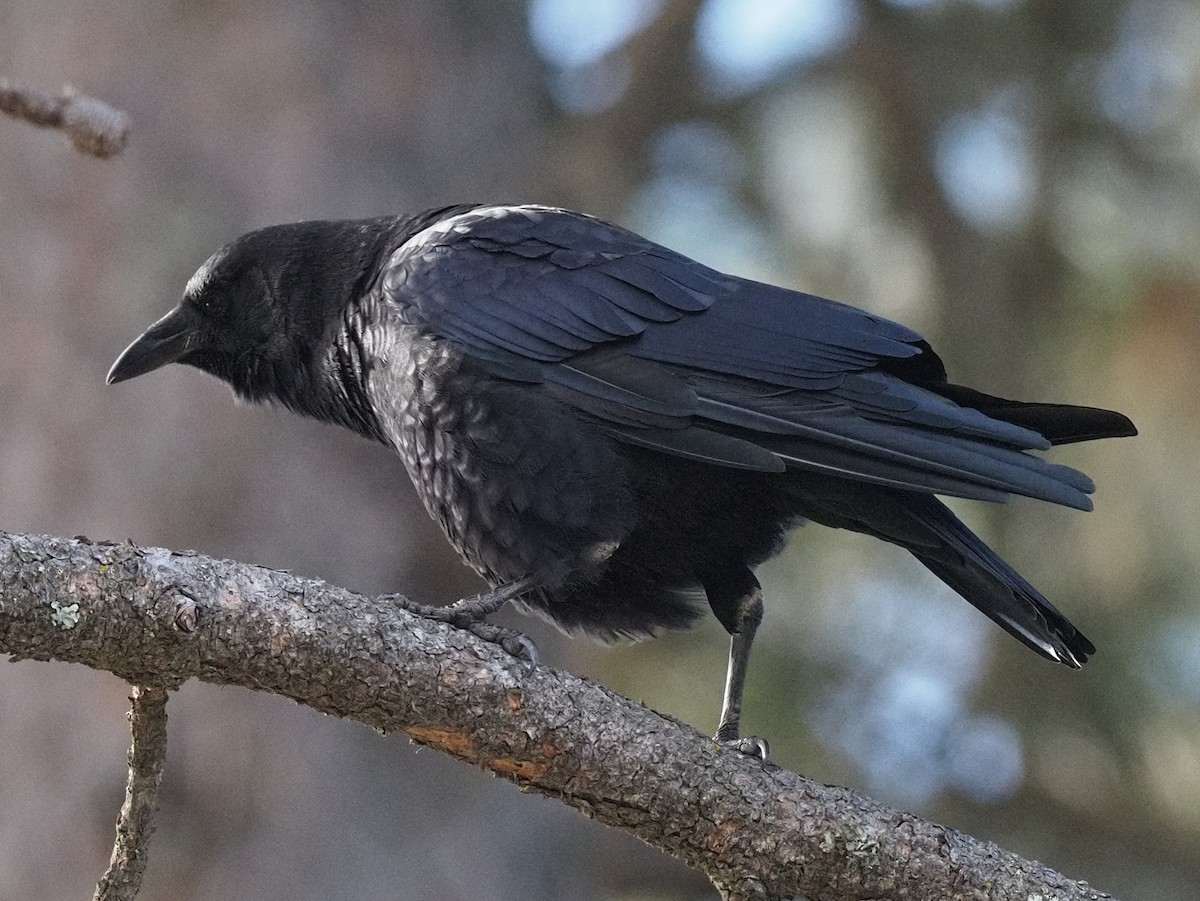 Common Raven - Milton Paul