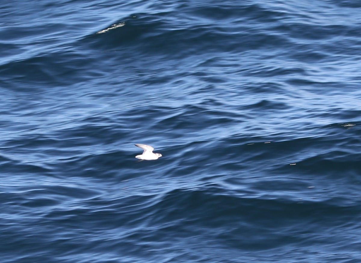 Red Phalarope - ML609613511