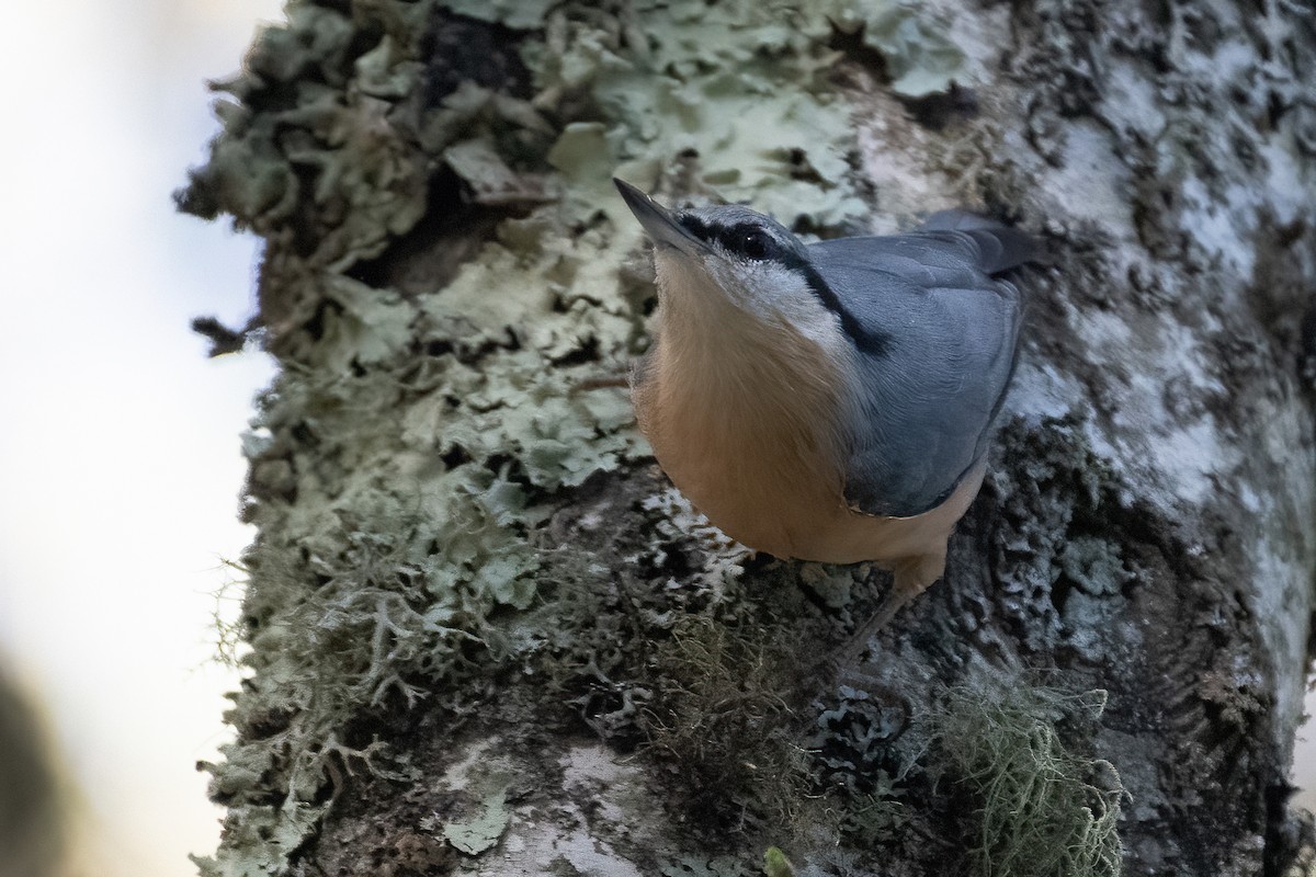 Eurasian Nuthatch - ML609613537