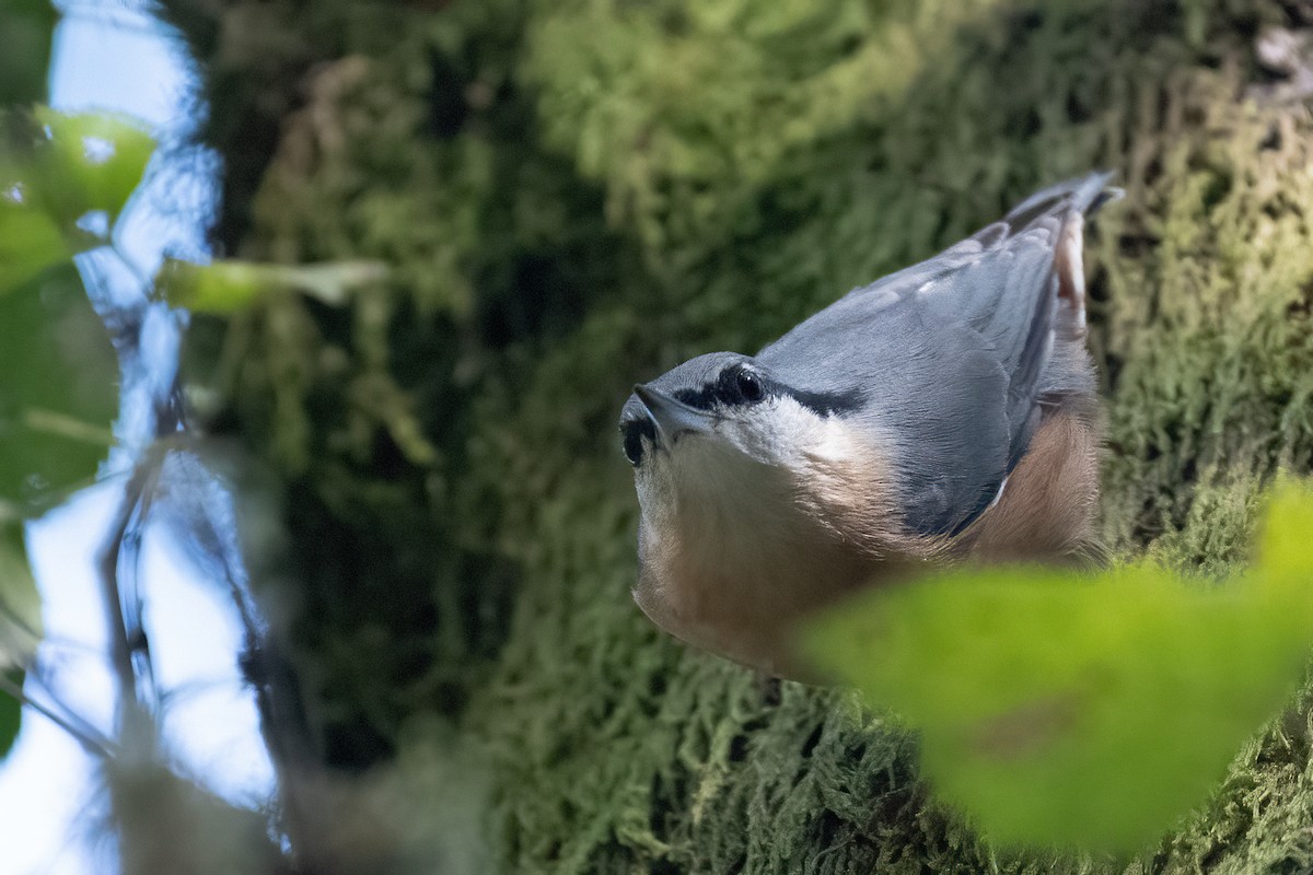 Eurasian Nuthatch - ML609613538