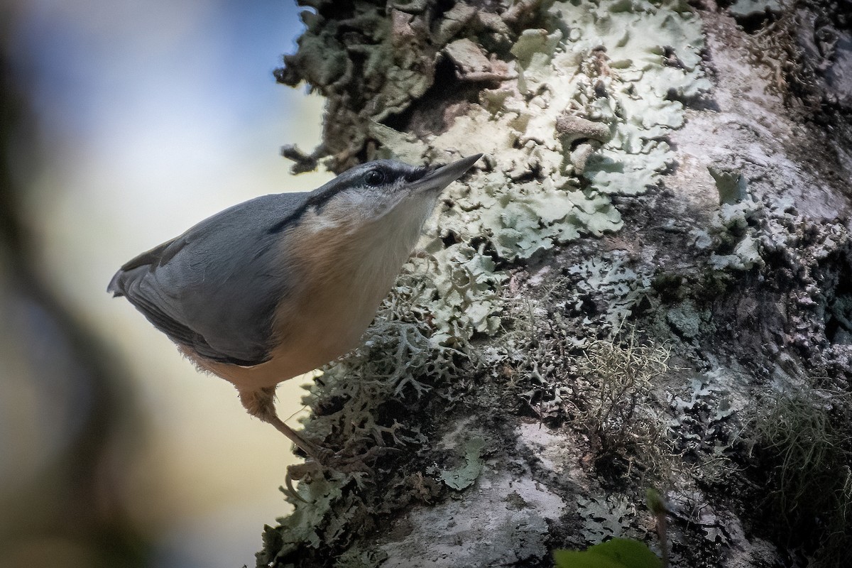 Eurasian Nuthatch - ML609613540