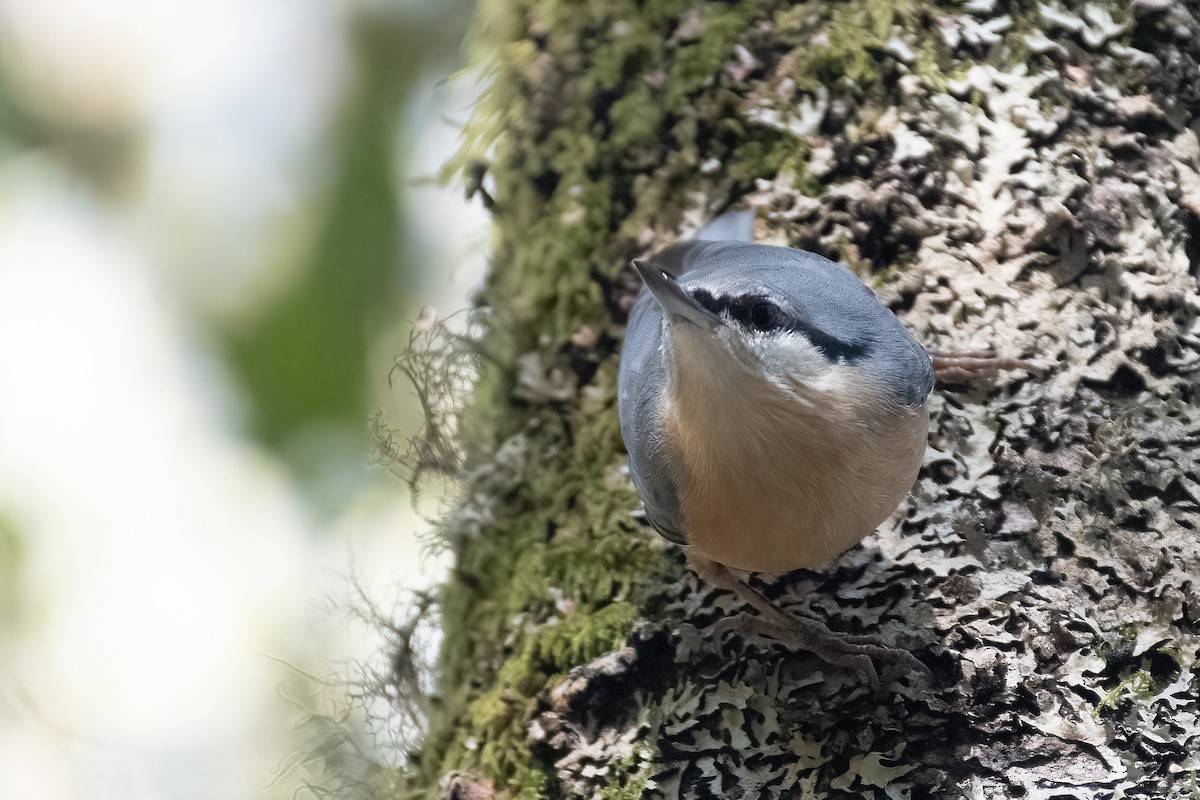 Eurasian Nuthatch - ML609613541