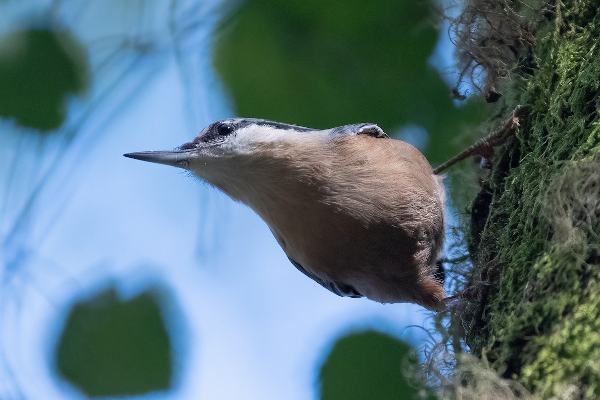 Eurasian Nuthatch - ML609613542