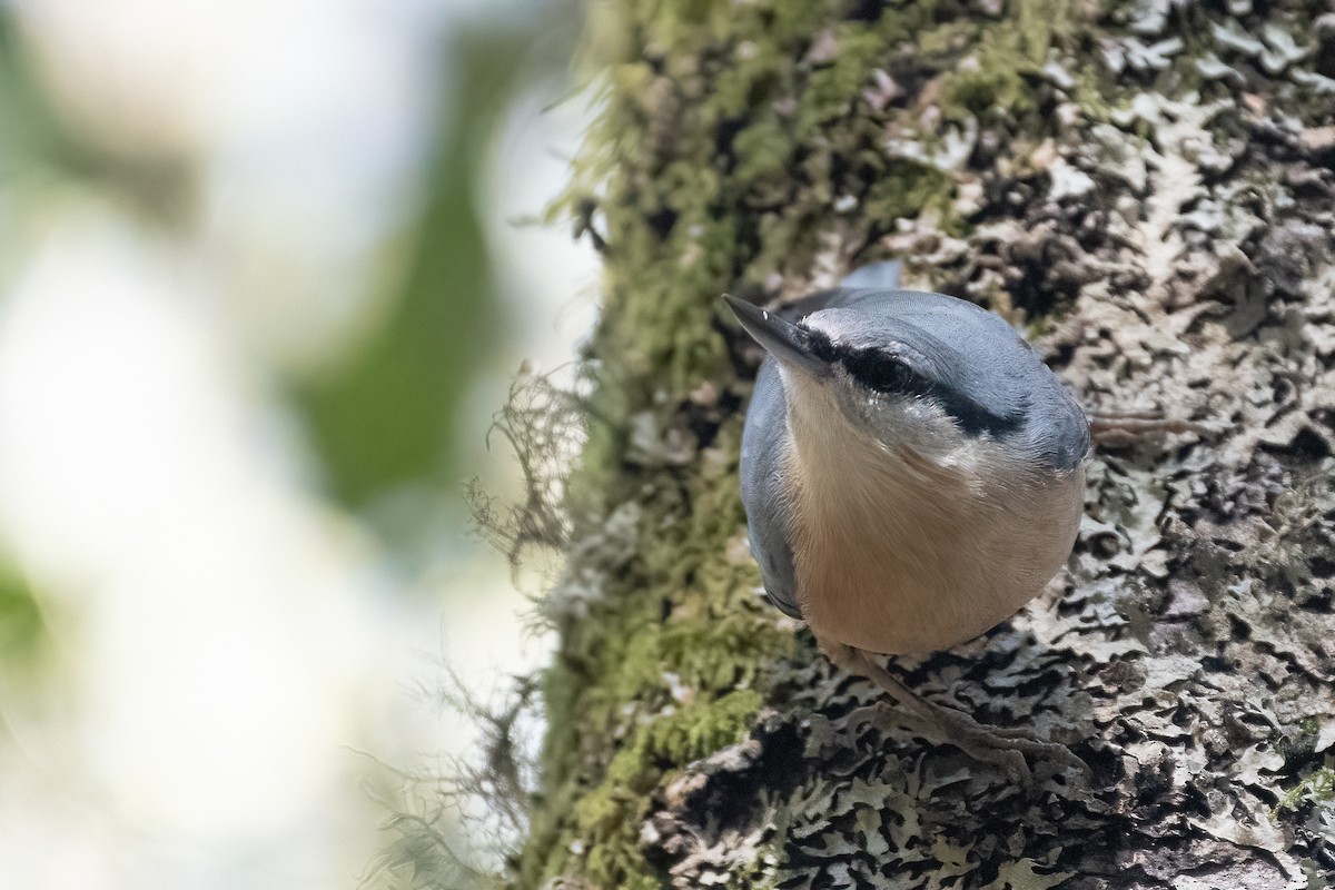 Eurasian Nuthatch - ML609613544