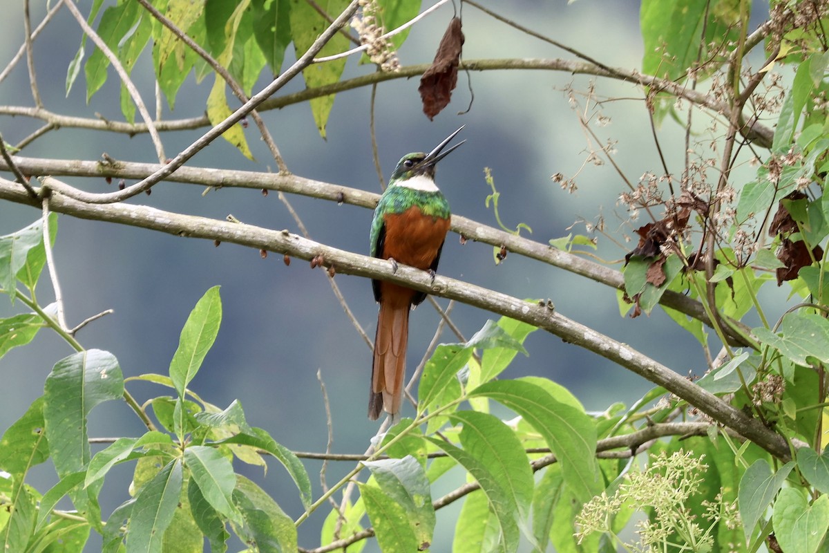 Rufous-tailed Jacamar (Black-chinned) - ML609613566