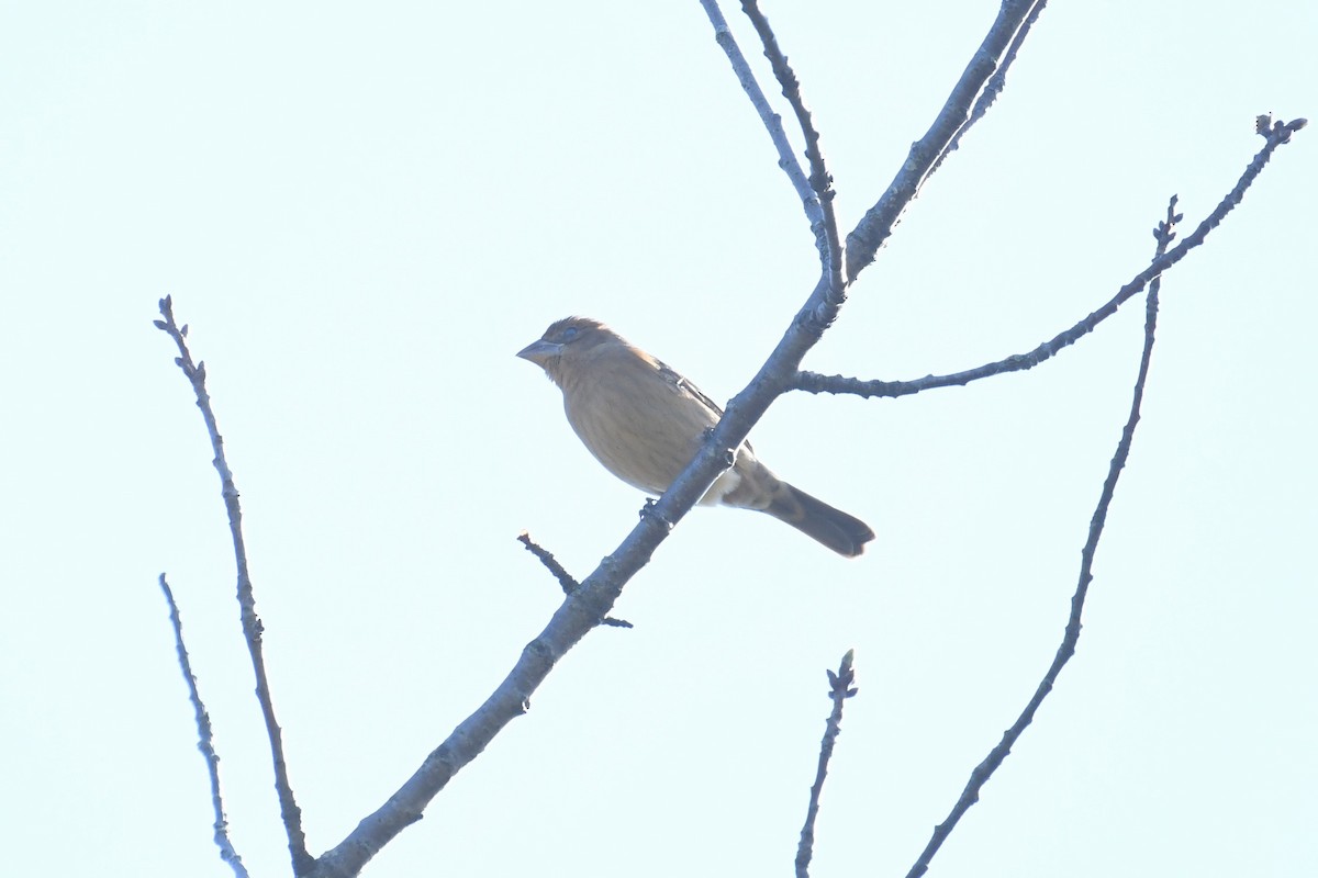 Blue Grosbeak - ML609613581