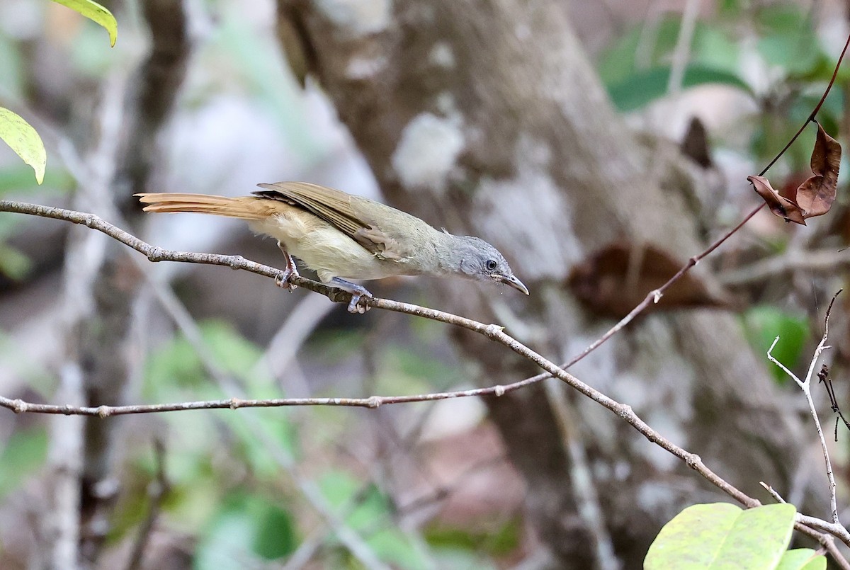 Leaf-love - Raphaël Jordan
