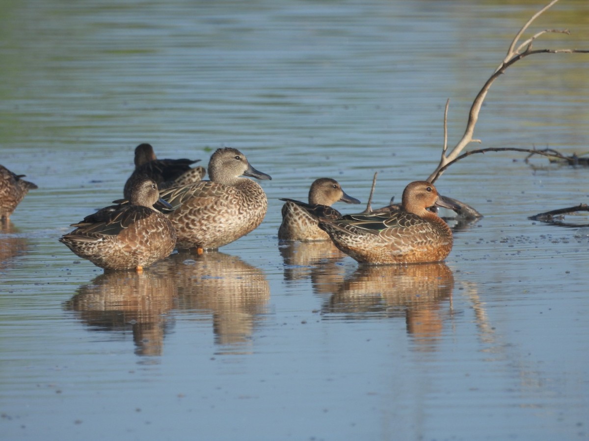 Blue-winged Teal - ML609613750