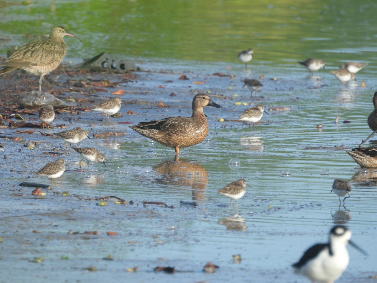 Blue-winged Teal - ML609613751