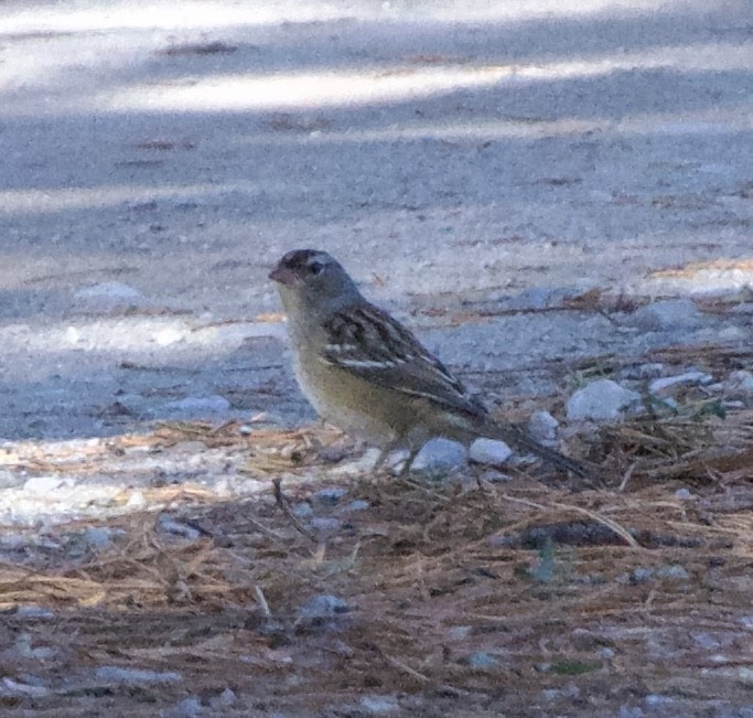White-crowned Sparrow - ML609613758