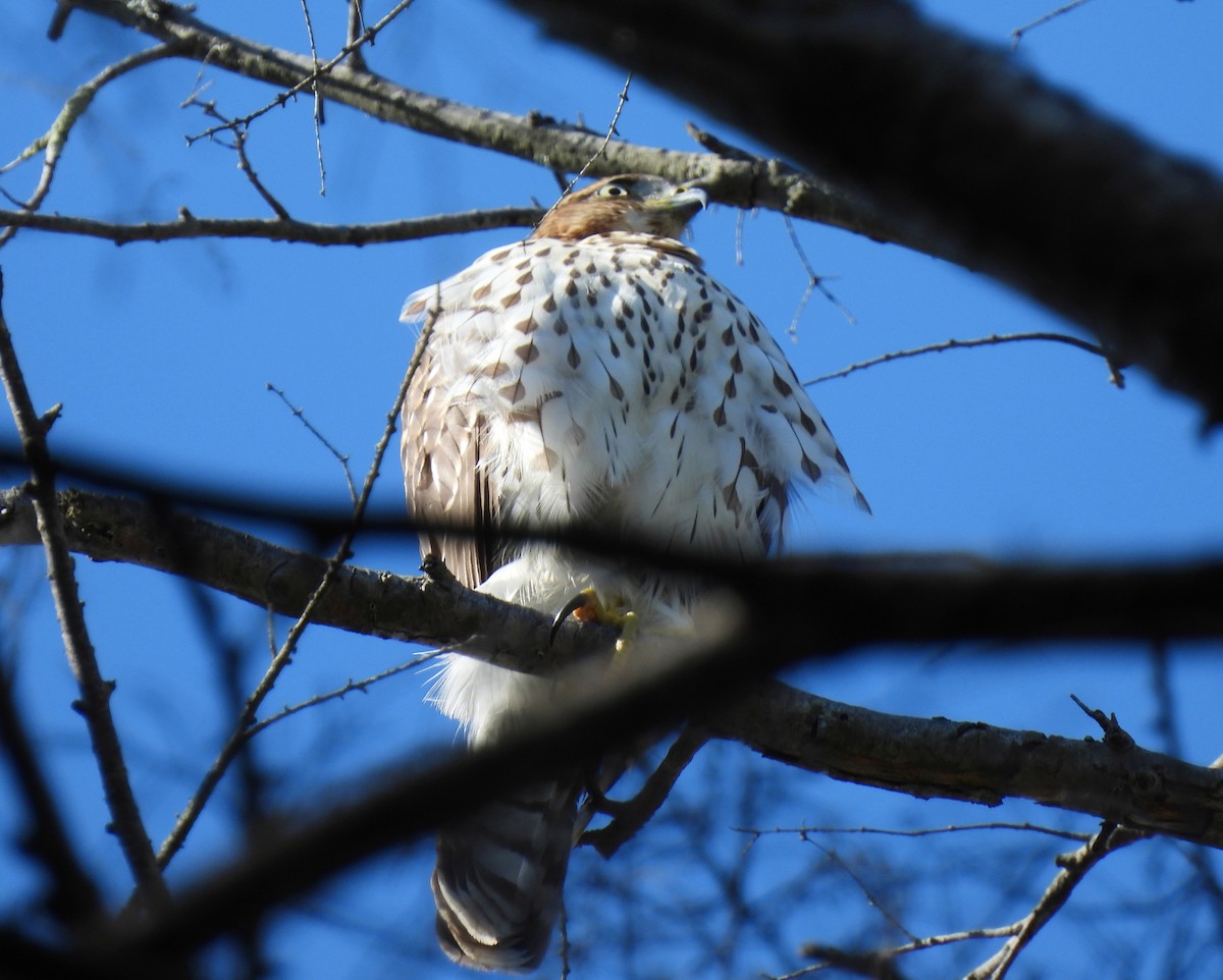 Cooper's Hawk - ML609613822