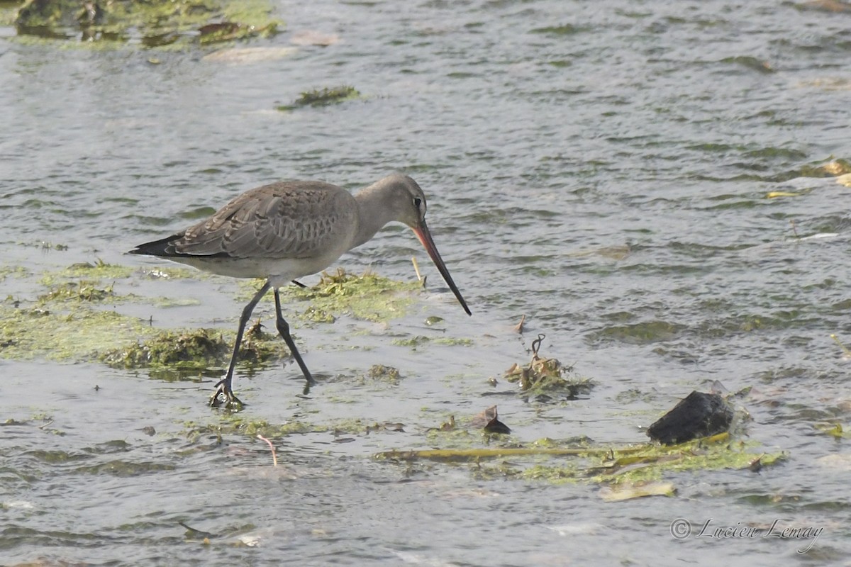 Hudsonian Godwit - Lucien Lemay